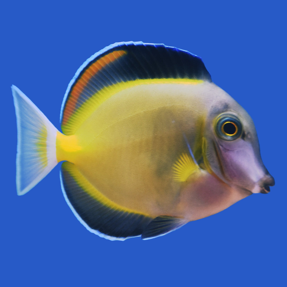 Powder Brown Tang – Aquatic Collection Aquarium