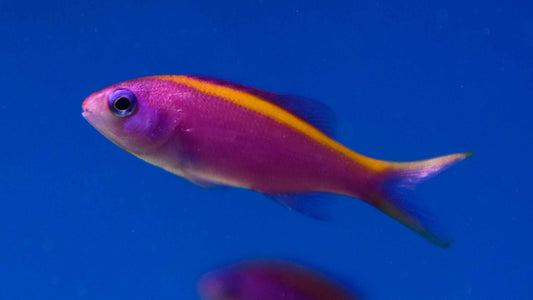 Purple Queen Anthias