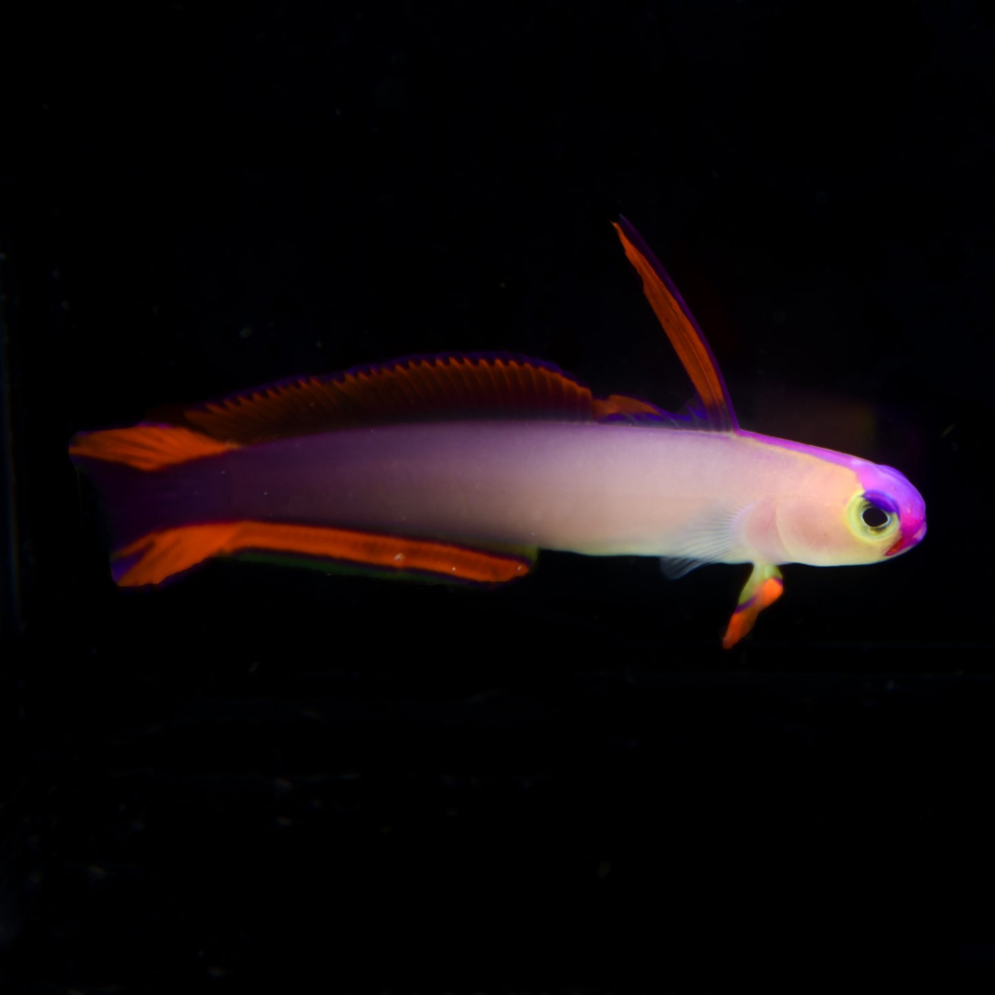 Purple Firefish Goby