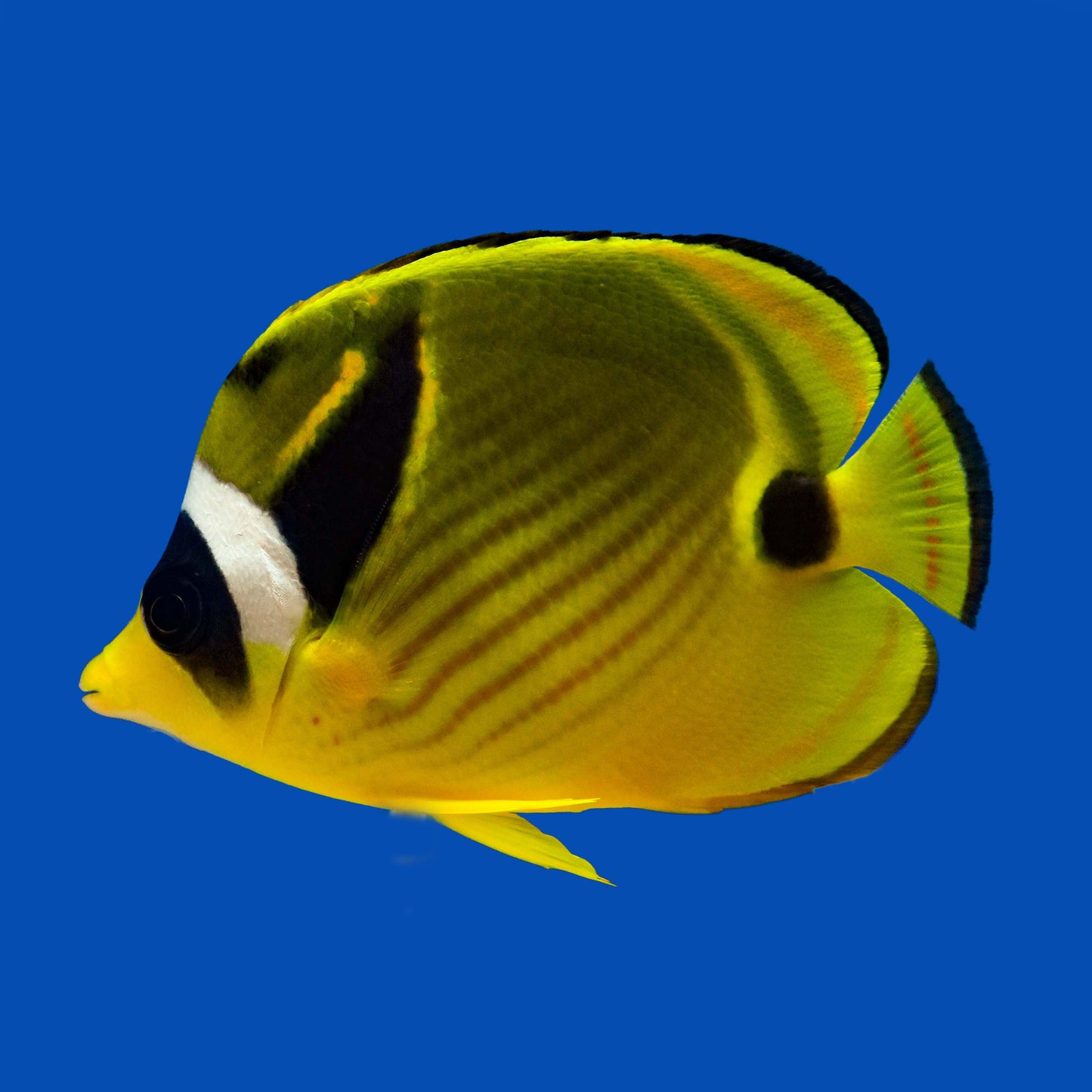 Racoon Butterflyfish