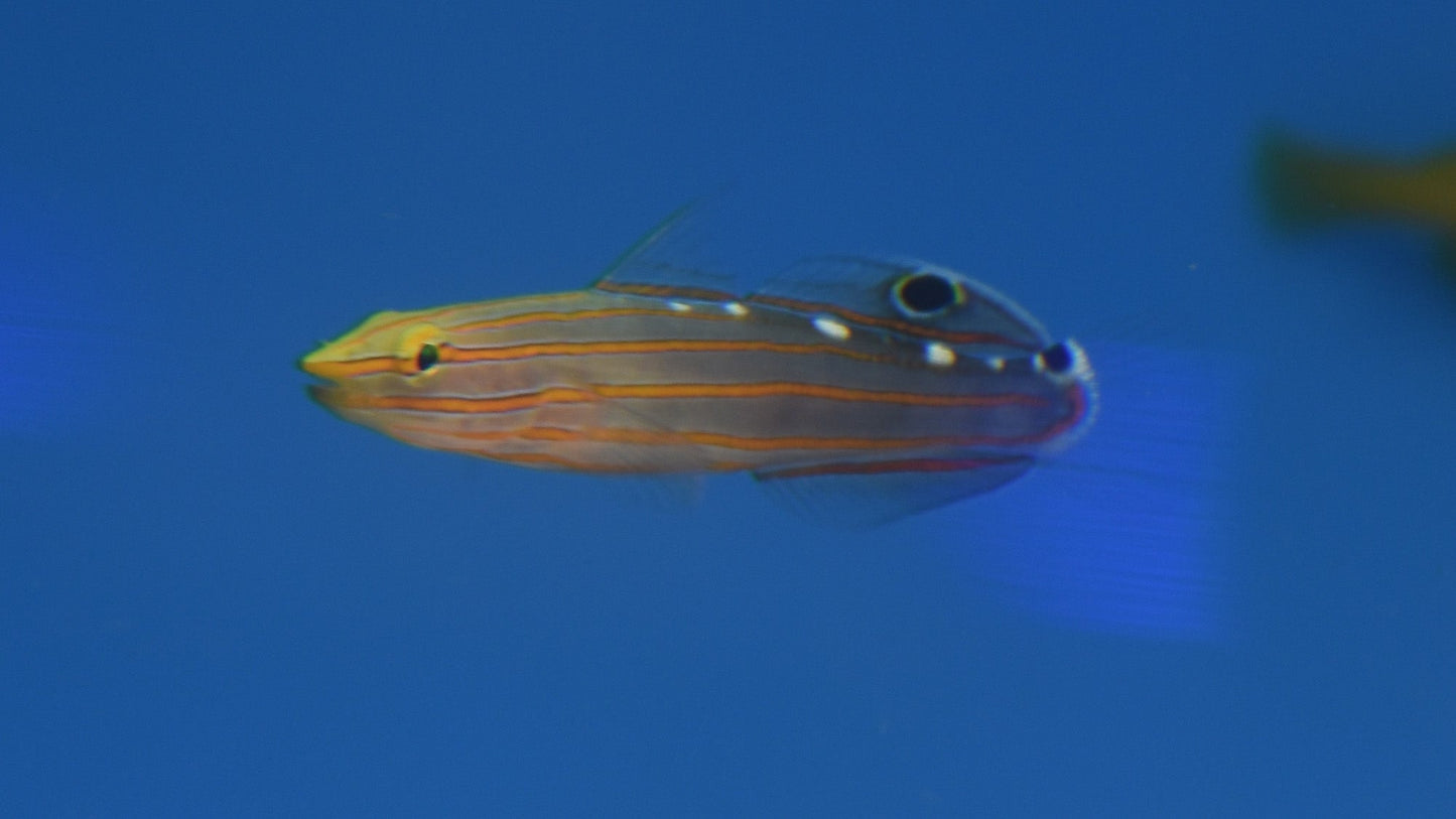 Rainford Goby