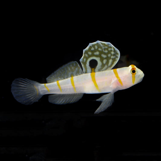 Randalls Goby