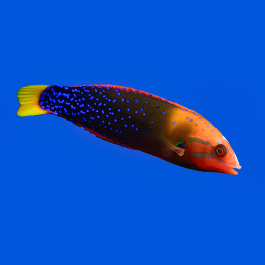 Red Coris Wrasse