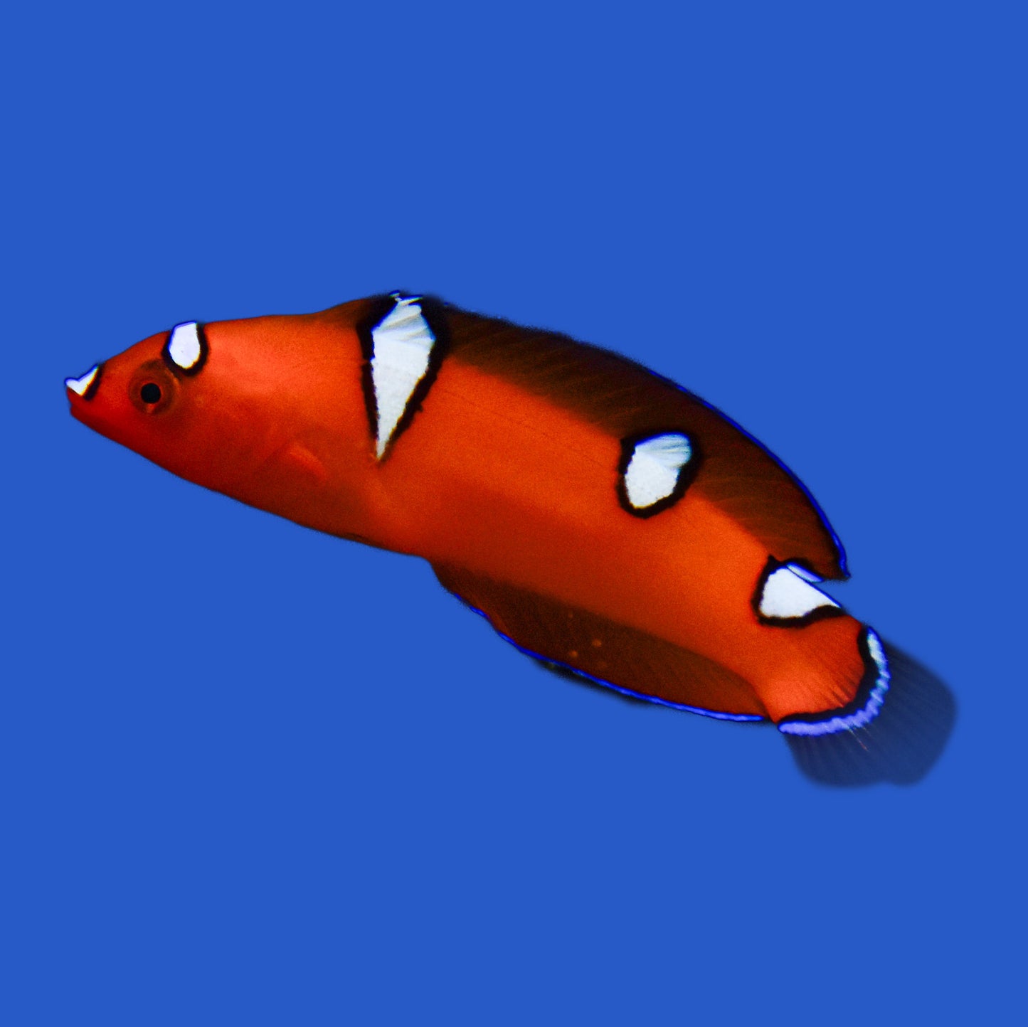 Red Coris Wrasse