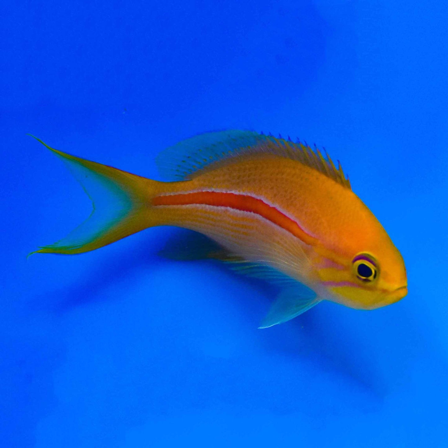 Red Stripe Anthias