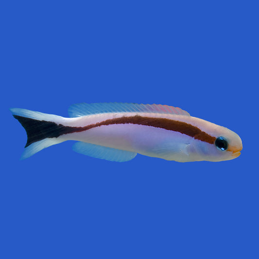 Red Stripe Tilefish