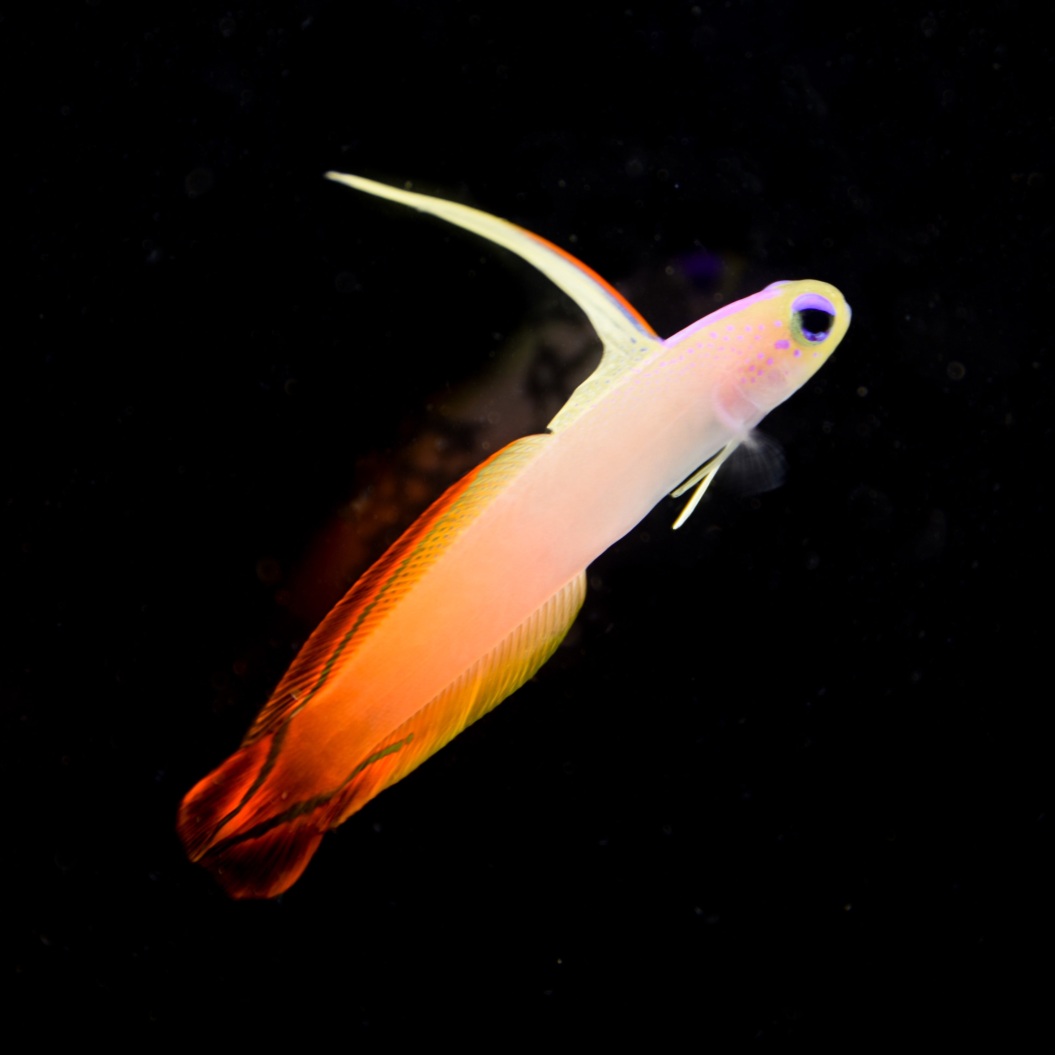 Red Firefish Goby – Aquatic Collection Aquarium