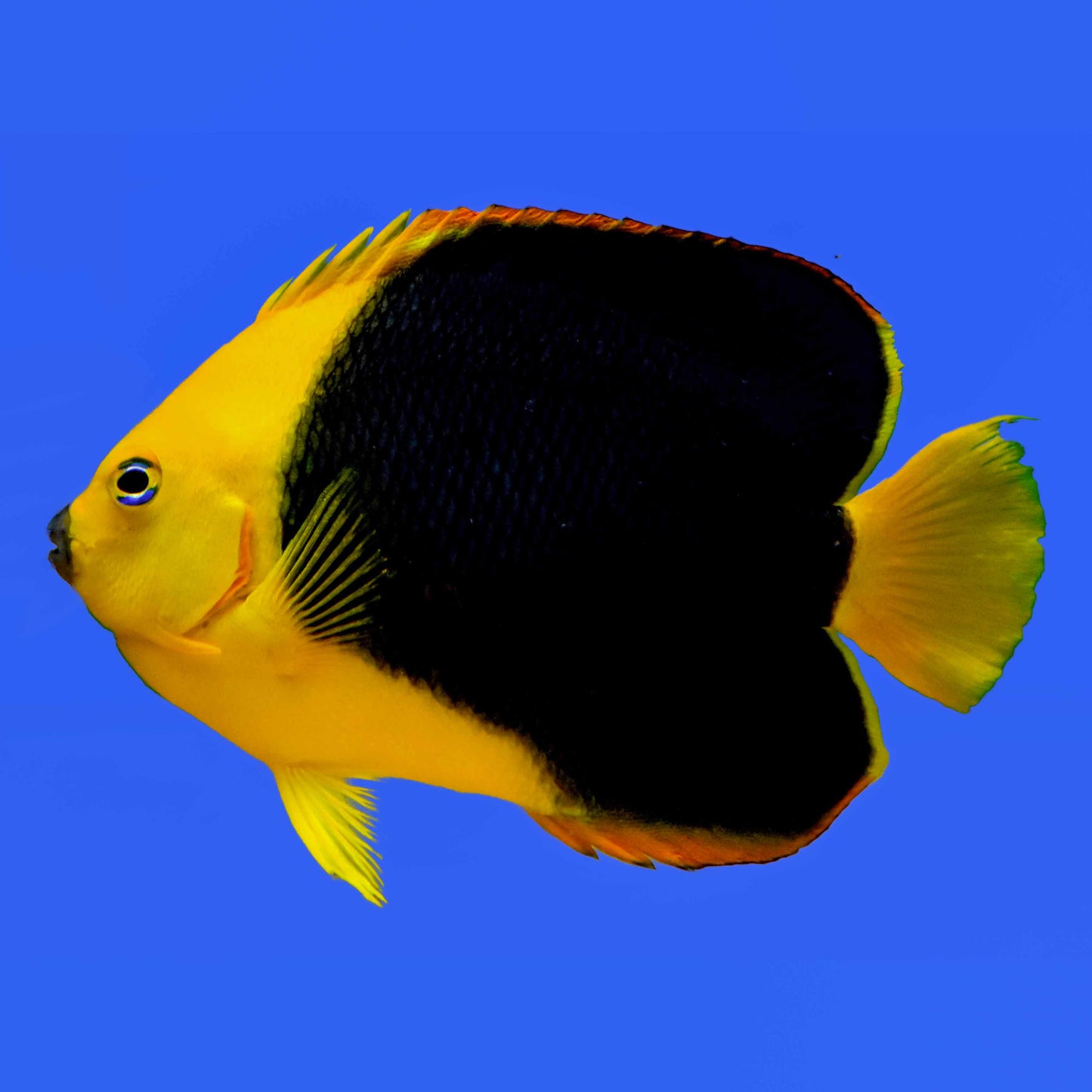 Rock Beauty Angelfish