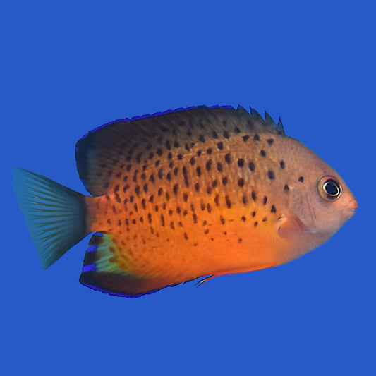 Rusty Angelfish