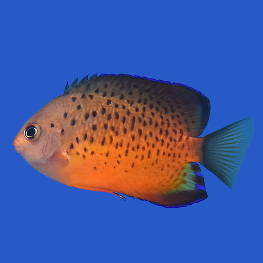 Rusty Angelfish