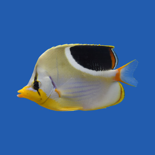 Saddleback Butterflyfish