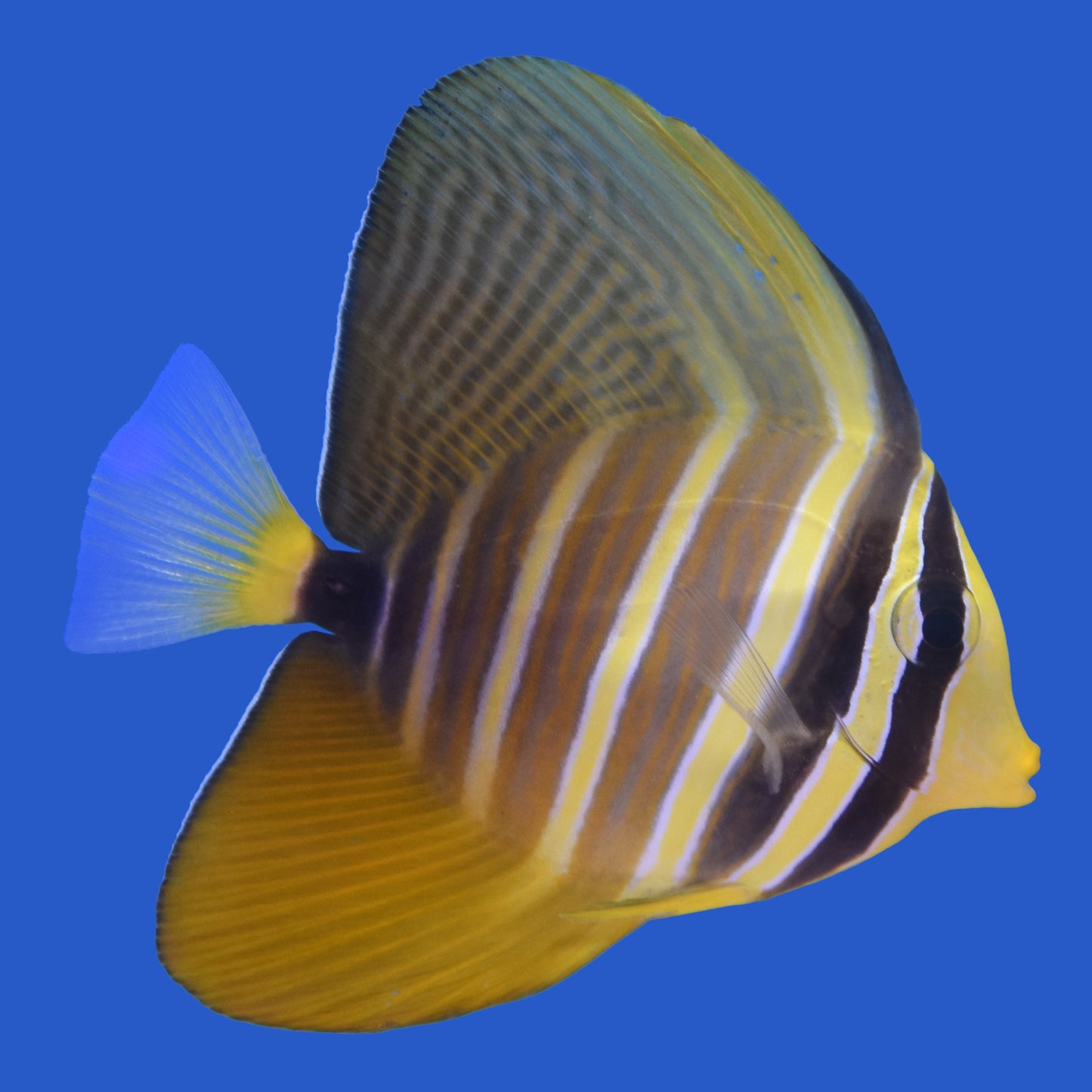 Sailfin Tang