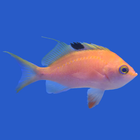 Sakura Anthias WYSIWYG