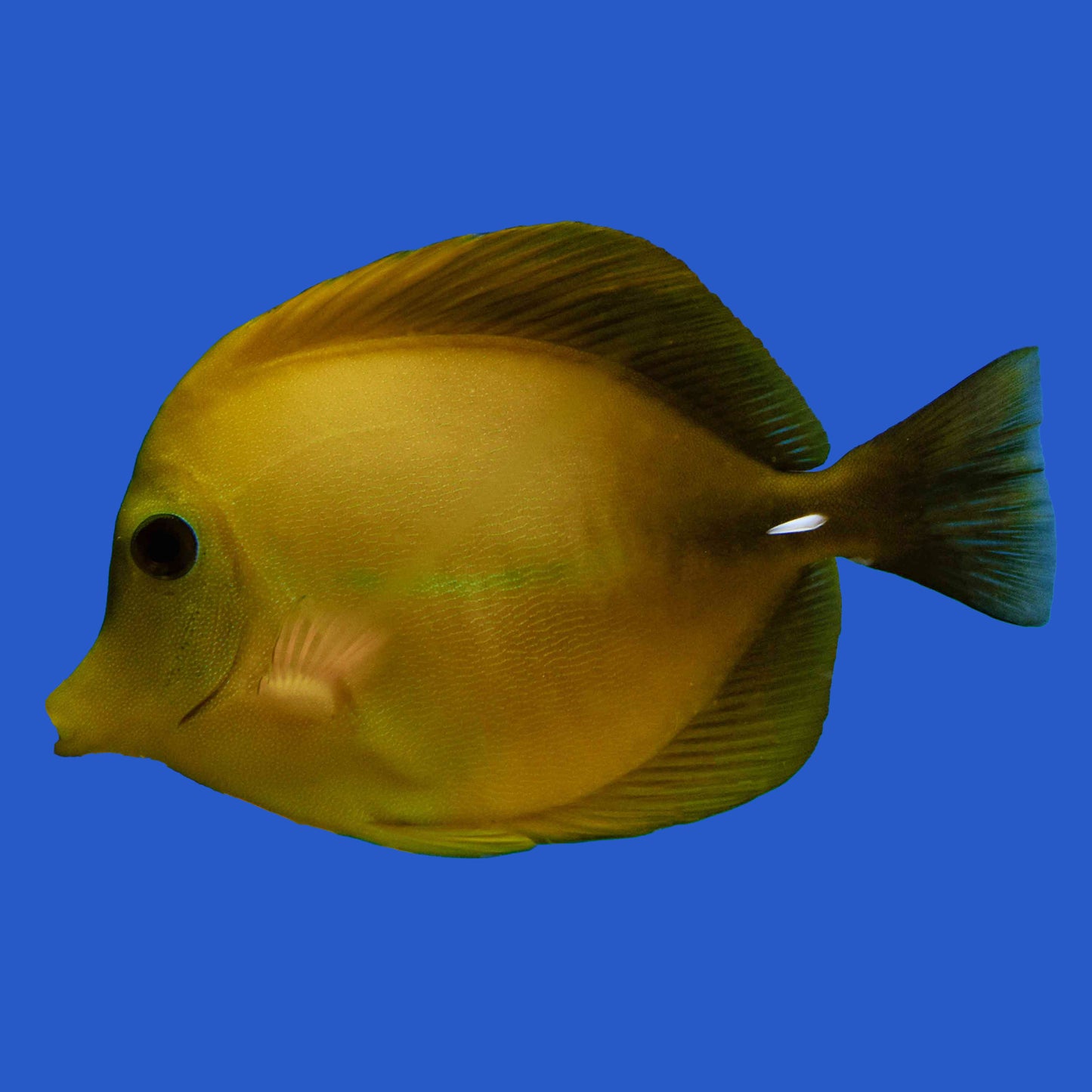 Yellow Scopas Hybrid Tang