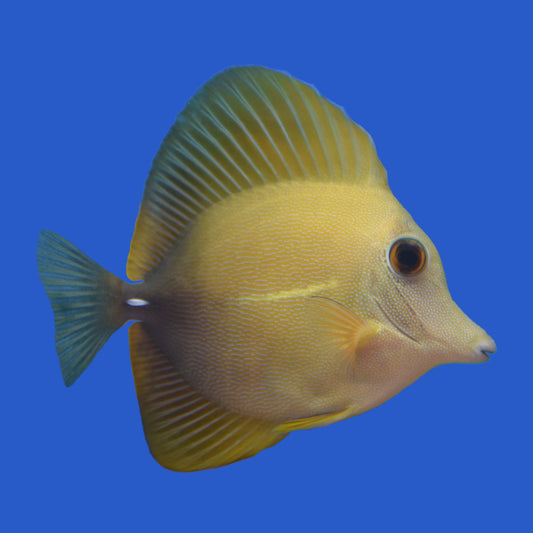 Golden Scopas Hybrid Tang WYSIWYG