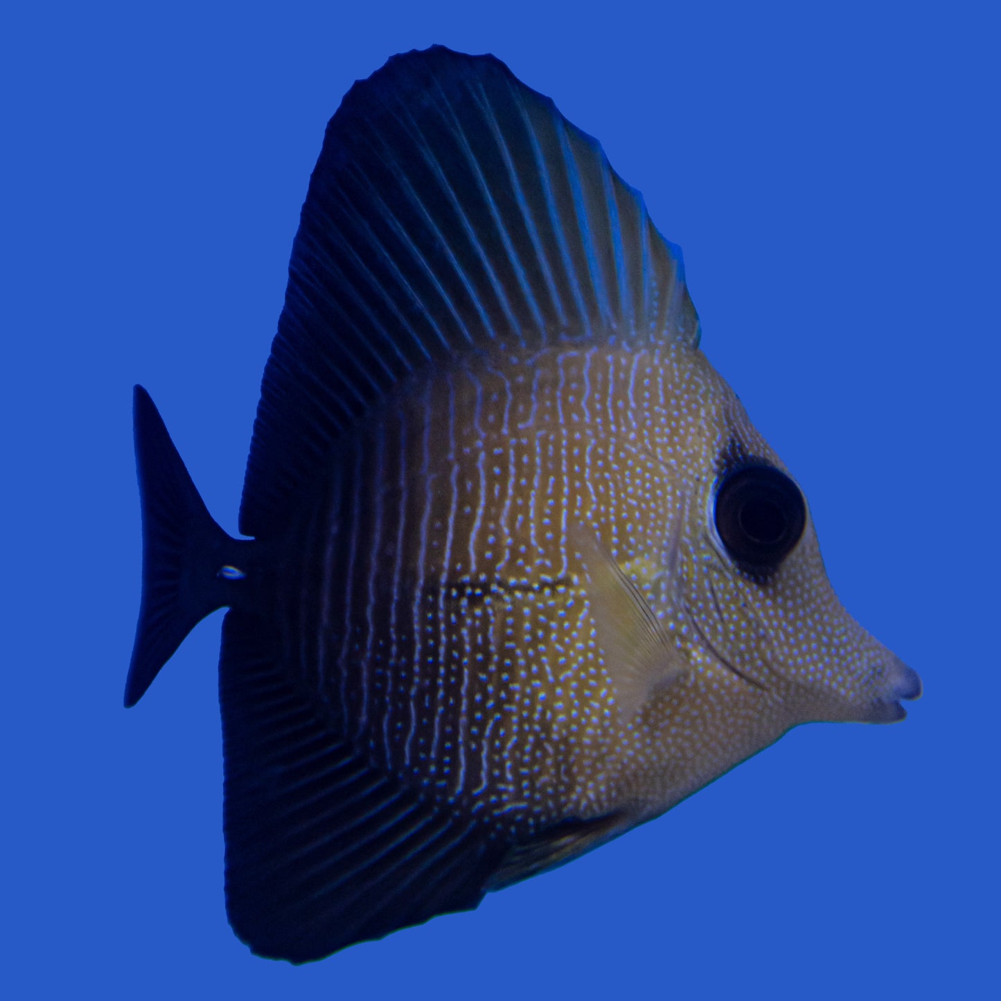 Scopas Tang