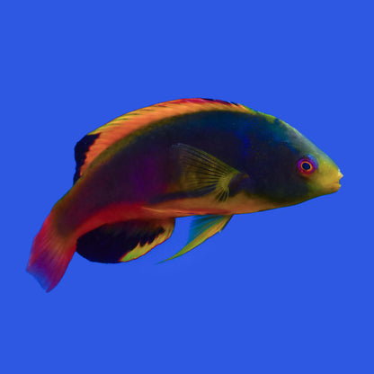 Scotts Fairy Wrasse