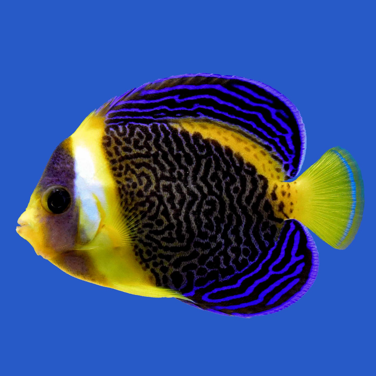 Scribble Angelfish