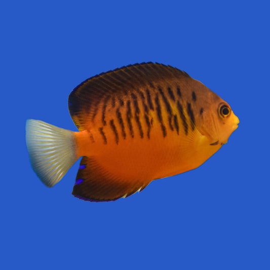 Shepard's Angelfish WYSIWYG