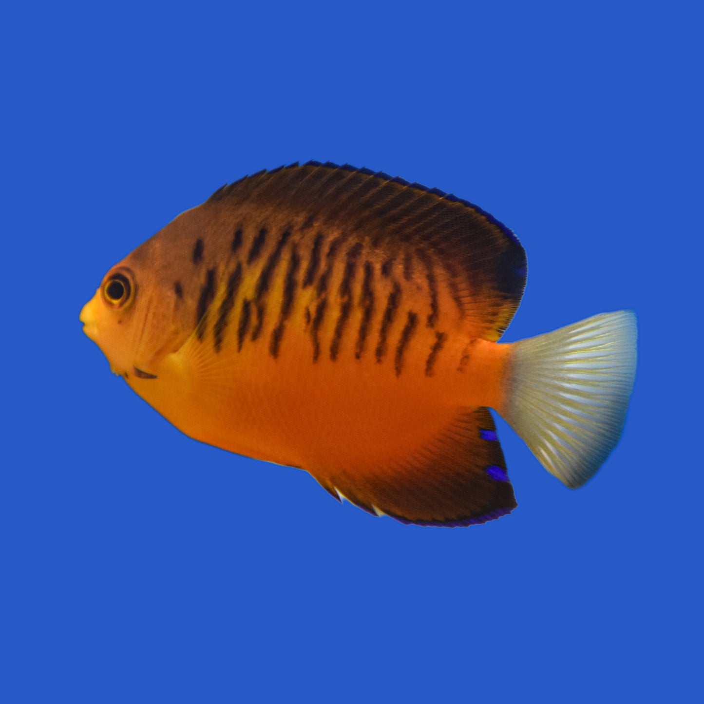 Shepard's Angelfish WYSIWYG