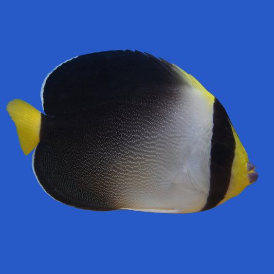 Singapore Angelfish