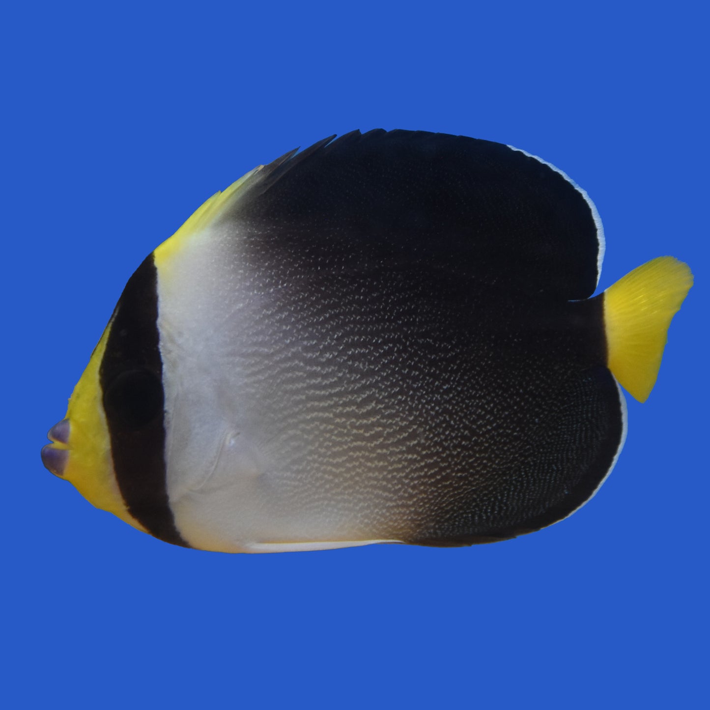 Singapore Angelfish