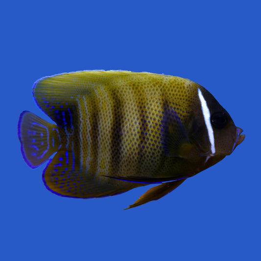 Six Bar Angelfish