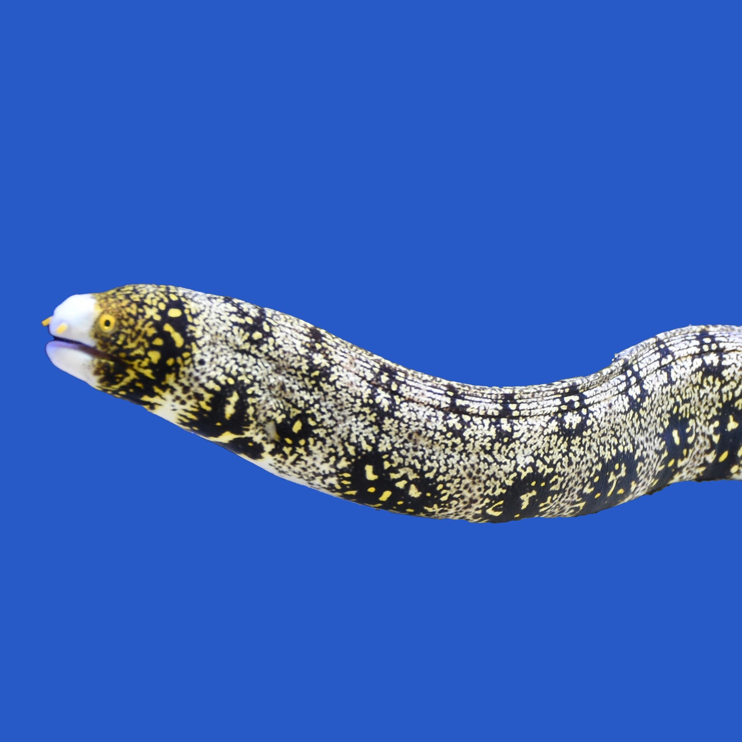 Snowflake Eel