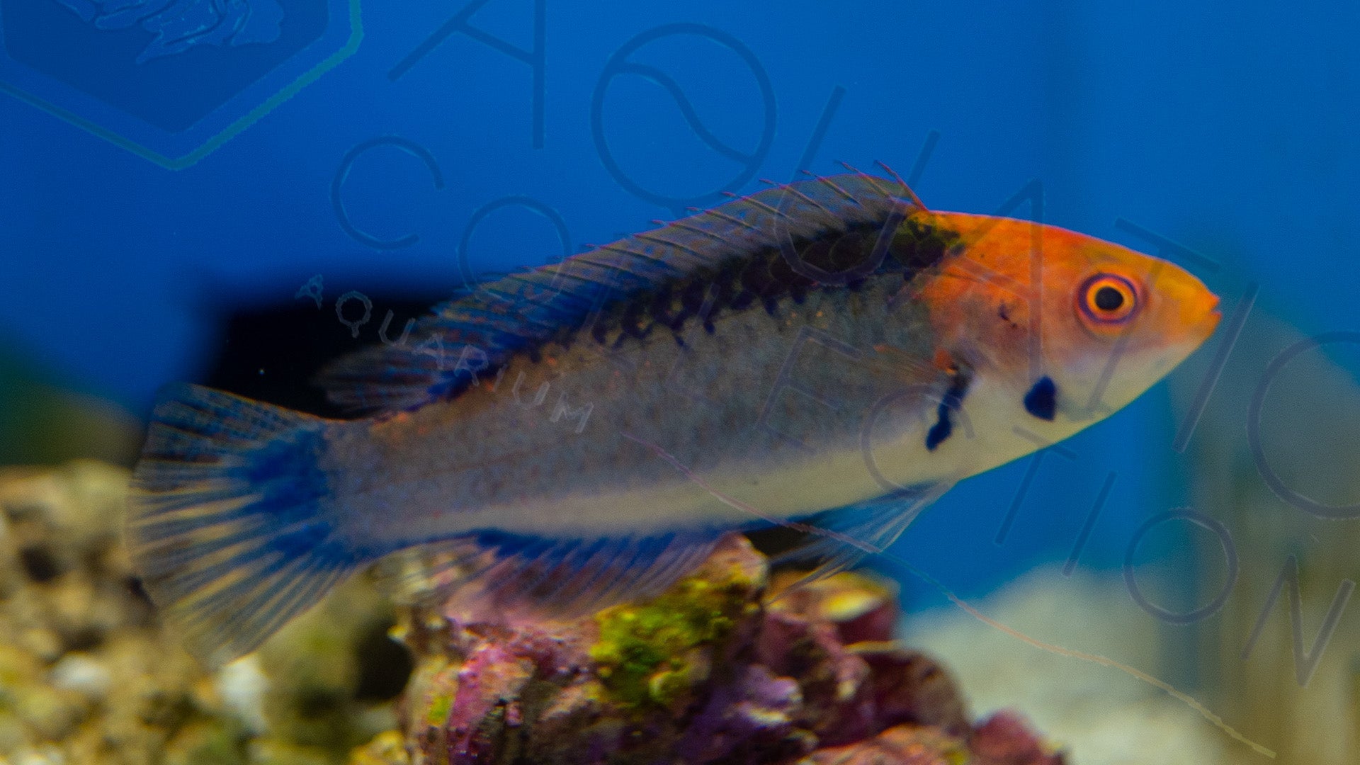 Solar Fairy Wrasse – Aquatic Collection Aquarium