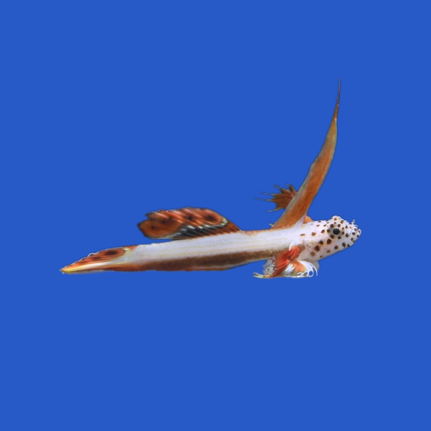 Spikefin Goby