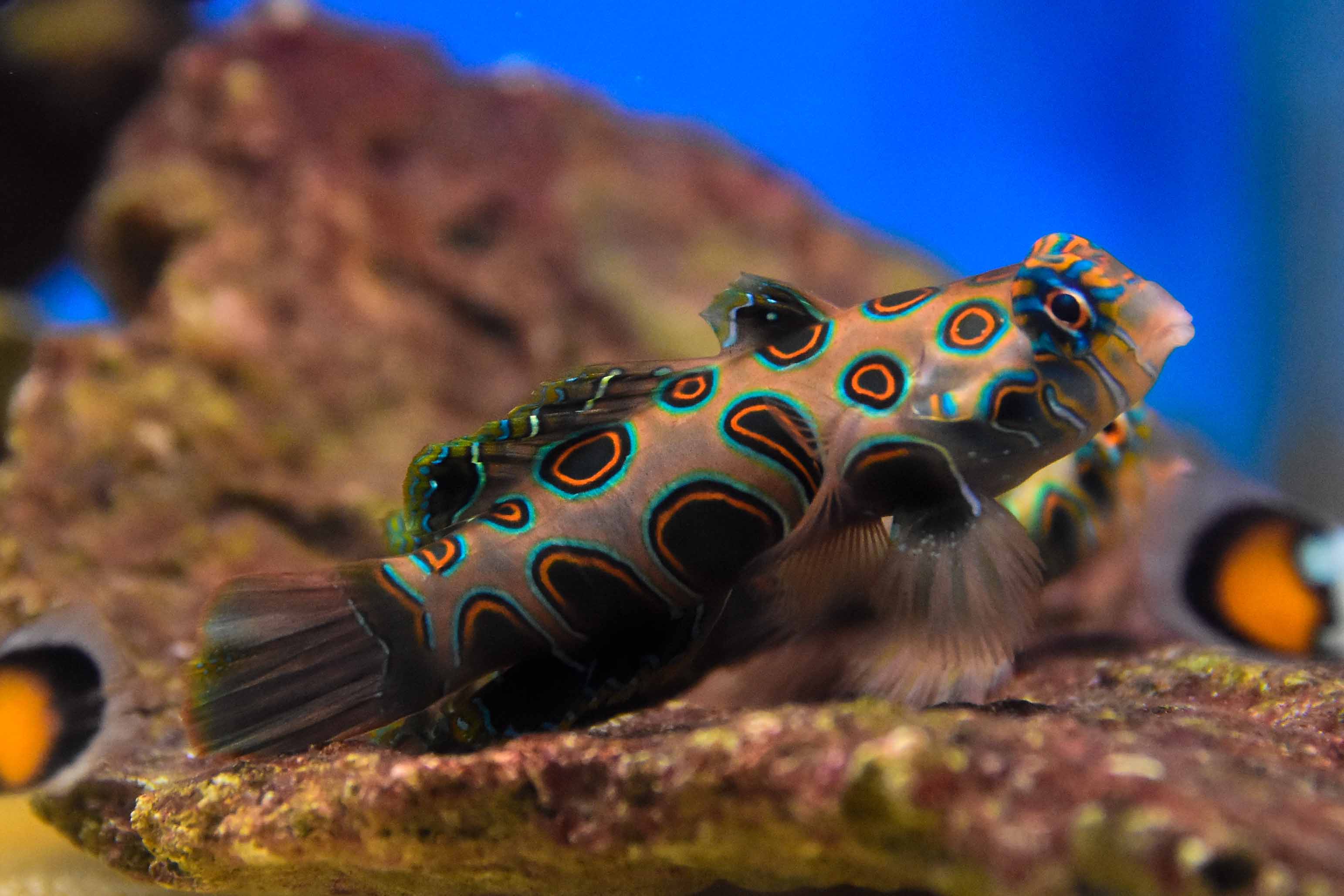 Spotted Mandarin Goby – Aquatic Collection Aquarium