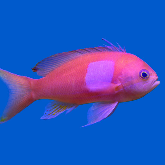 Square Anthias