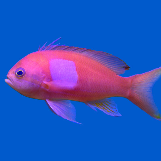 Square Anthias