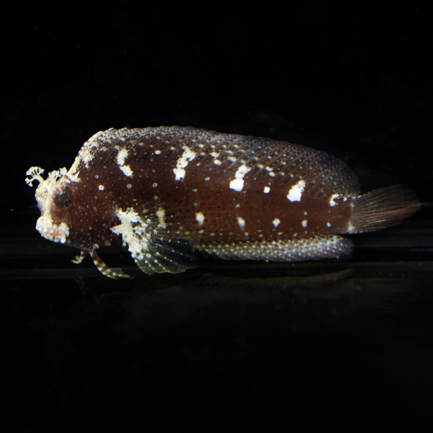 Starry Blenny