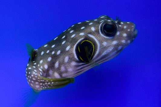 Stars and Stripes Pufferfish