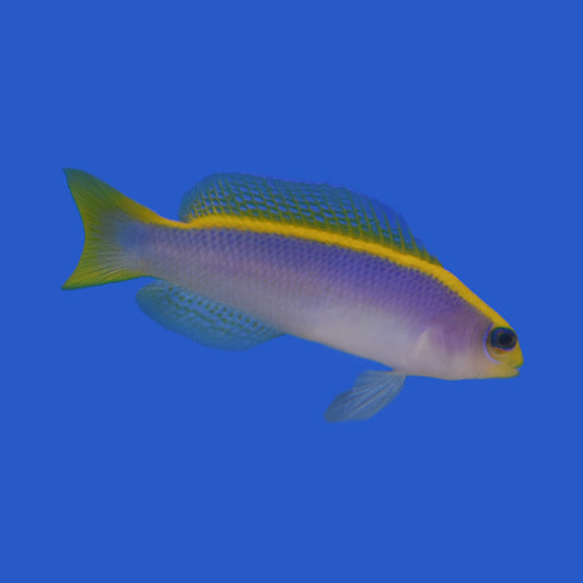 Sunrise Dottyback