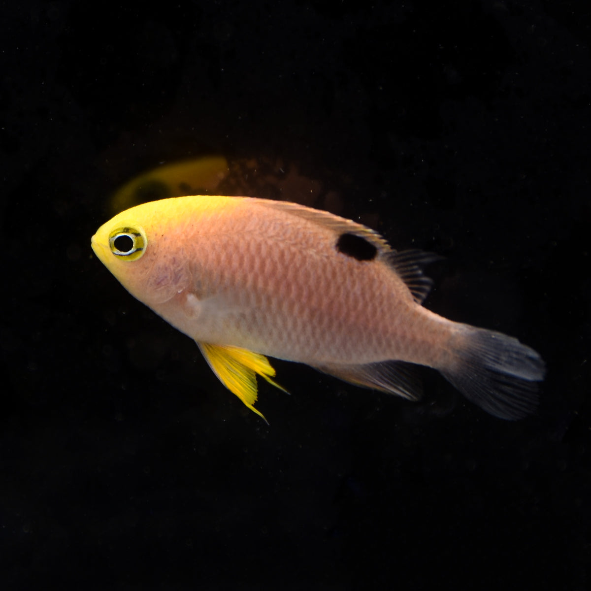 Talot Fish Talbot Damselfish – Aquatic Collection Aquarium