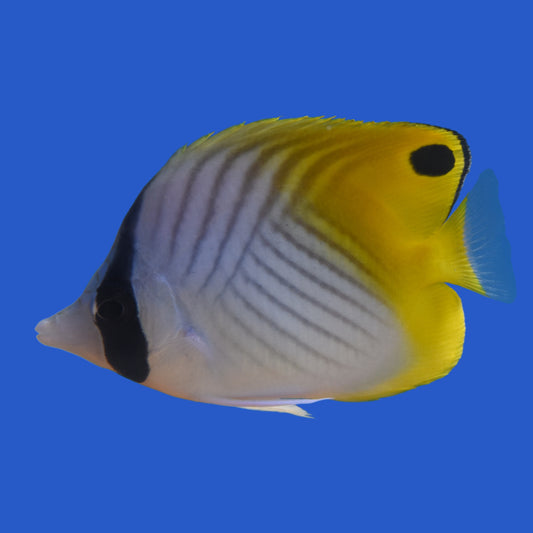 Threadfin Butterflyfish