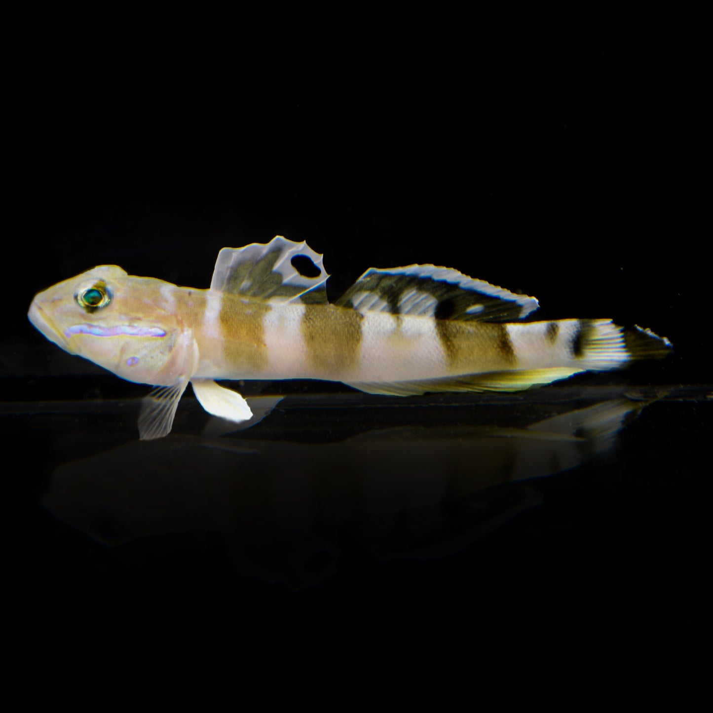 Tiger Sleeper Goby