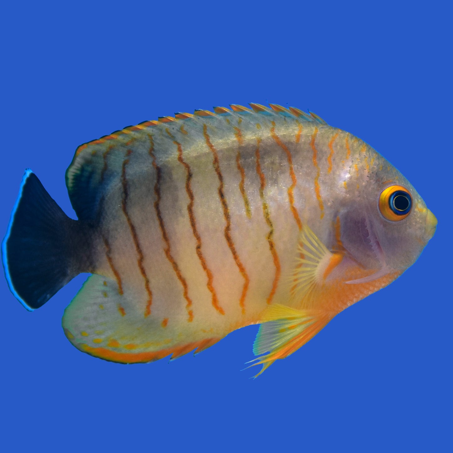 Tigerpyge Angelfish WYSIWYG