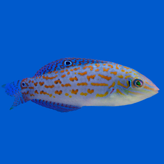 Timor Wrasse