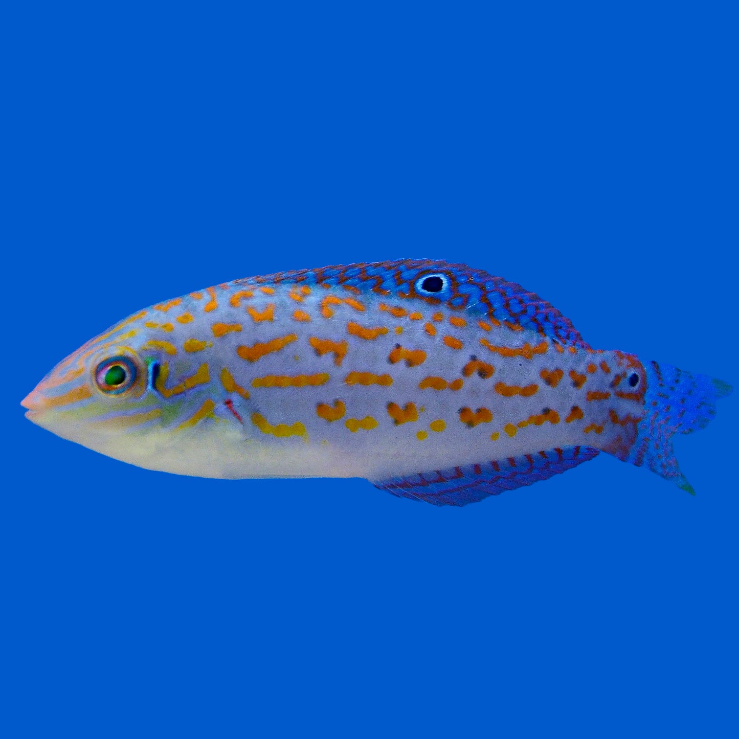 Timor Wrasse