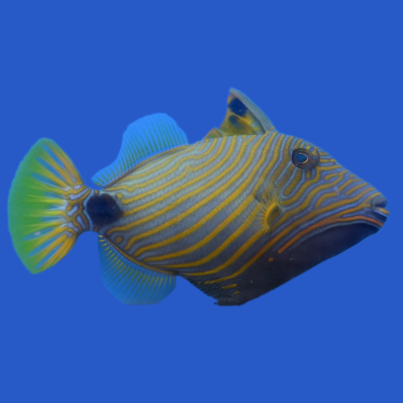Undulated Triggerfish – Aquatic Collection Aquarium