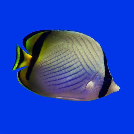 Vagabond Butterflyfish