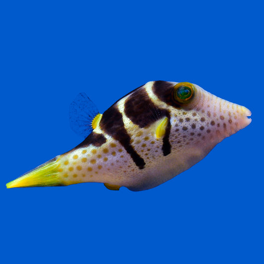 Puffers – Aquatic Collection Aquarium
