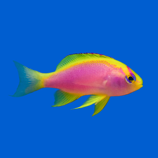 Ventralis Anthias