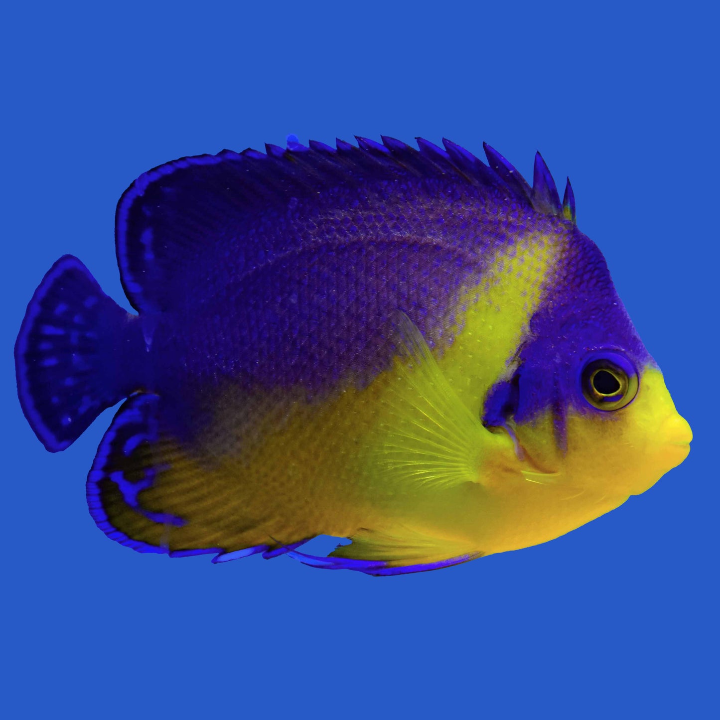 Venustus Angelfish