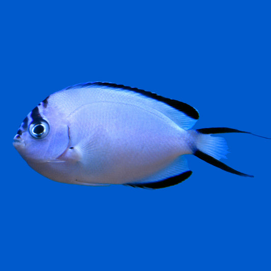 Watanabei Angelfish