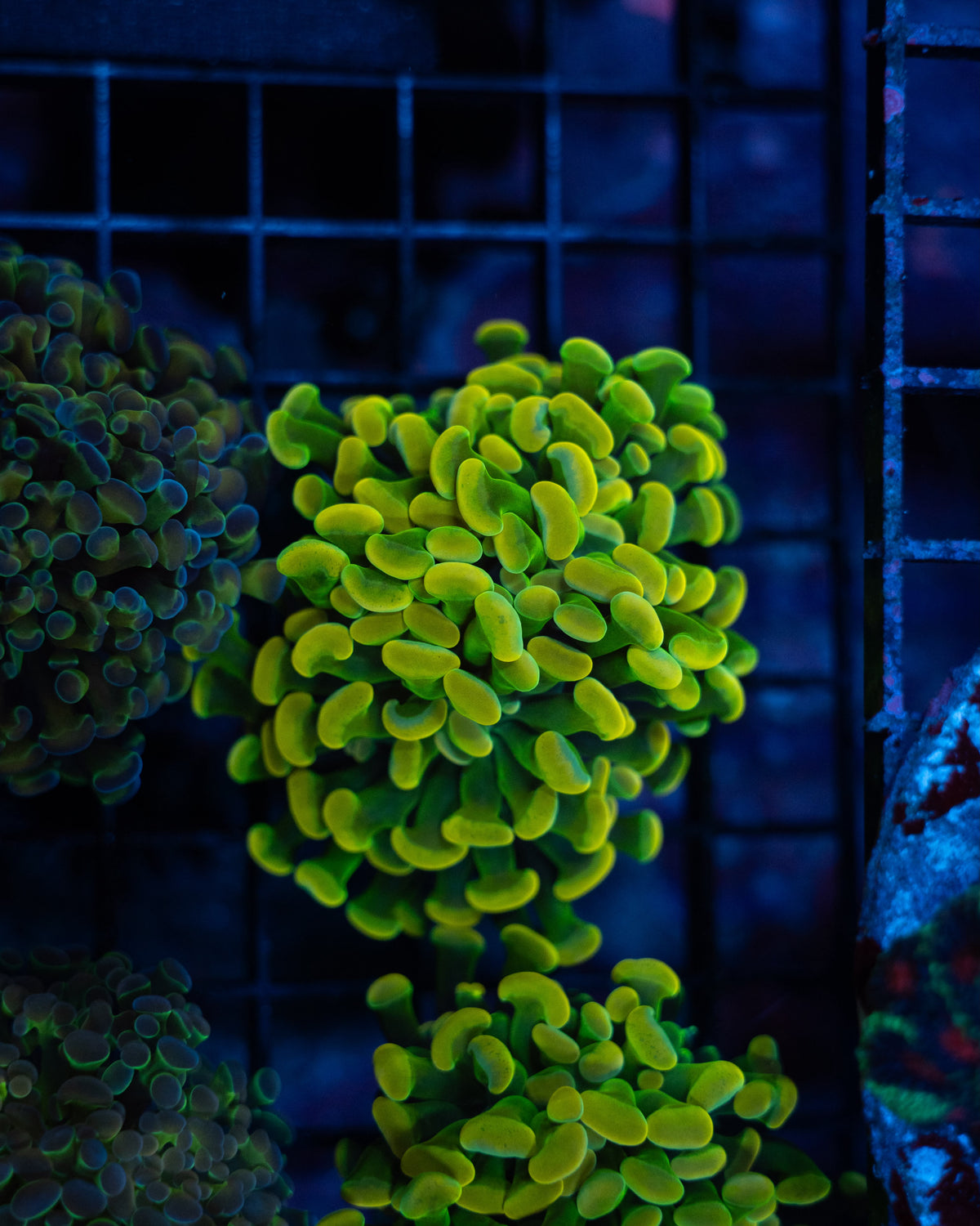 Willy Wonka Hammer Coral Single Head – Aquatic Collection Aquarium
