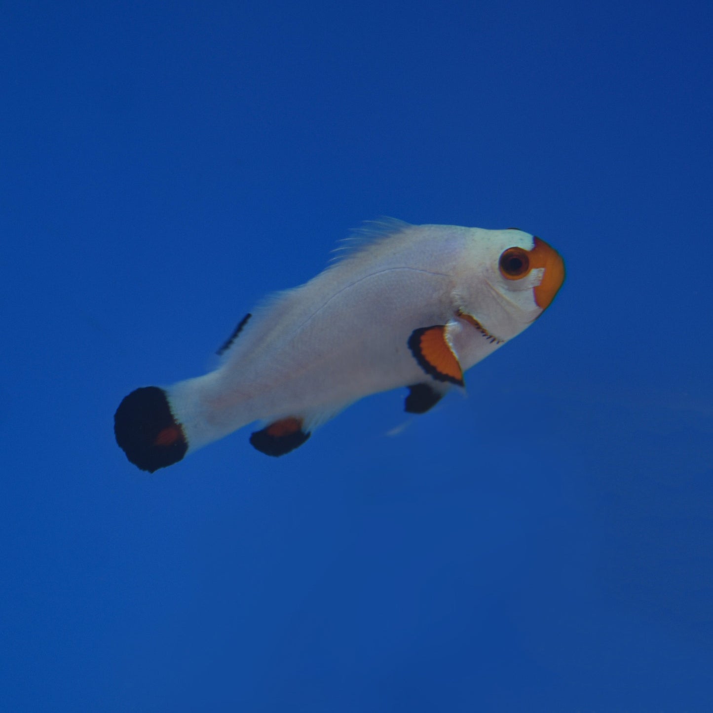 Wyoming White Clownfish - Aquacultured